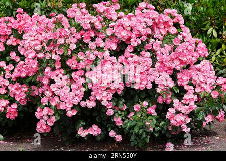 Rose sorte Angela (Rosa sorte Angela), rosa arbusto a fioritura frequente, allevatore Kordes, Schleswig-Holstein, Germania Foto Stock