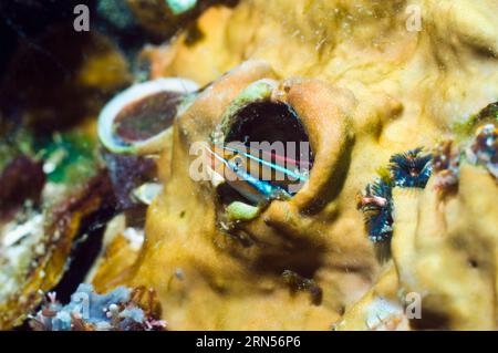 Bluestriped fang blennie (Plagiotremus rhinorhynchos) in tubo vuoto di chiocciola. Rinca, Parco Nazionale di Komodo, Indonesia Foto Stock