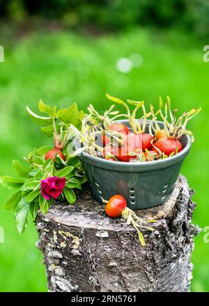 Bacche biologiche appena raccolte di rosa canina in un setaccio in ceramica. Ingrediente sano. Concetto di medicina alternativa e terapia erboristica. Copia spazio. Foto Stock