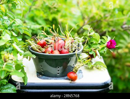Bacche di rosa biologica di cane appena raccolte in un piccolo setaccio in ceramica nel cottage Garden. Cibo sano e concetto di raccolta. Foto Stock