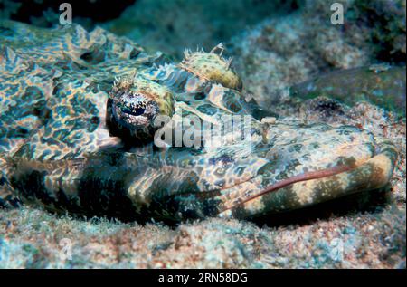 Il coccodrillo di Beaufort (Cymbacephalus beauforti). Raja Ampat, Papua Occidentale, Indonesia. Foto Stock