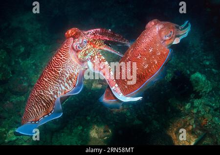 Seppia Pharao (Sepia pharaonis) con coralli molli. Mare delle Andamane, Thailandia. Foto Stock