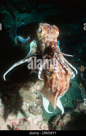 Il faraone Seppie (Sepia pharaonis) maschio guardia uovo che posa femmina. Mare delle Andamane, Thailandia. Foto Stock