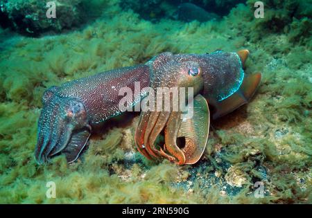 La seppia gigante (Sepia apama) maschio guardia uovo-posa femmina. Spencer Gulf, Whyalla, SA, Australia. Foto Stock