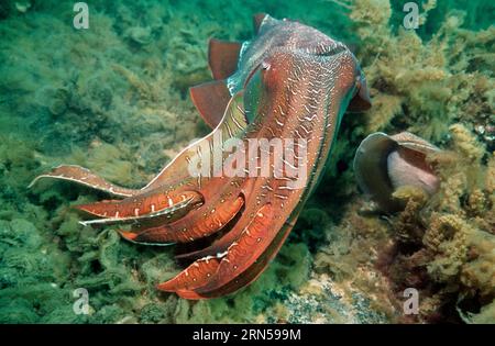 La seppia gigante (Sepia apama) maschio guardia uovo-posa femmina. Spencer Gulf, Whyalla, SA, Australia. Foto Stock