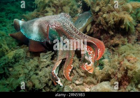 Seppia (Seppia apama) maschio che protegge la femmina che depone le uova dietro di lui. Spencer Gulf, Whyalla, SA, Australia. Foto Stock