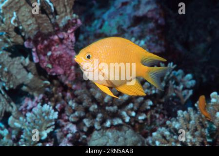 Golden fanciulla (Amblyglyphidodon aureus). Mare delle Andamane, Thailandia. Foto Stock