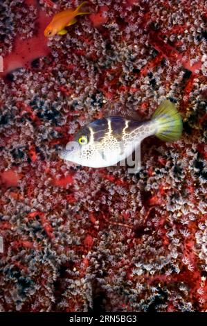 Pesci filefish mimici della sella nera (Paraluteres prionurus) che nuotano accanto ai coralli morbidi. Indonesia. Foto Stock