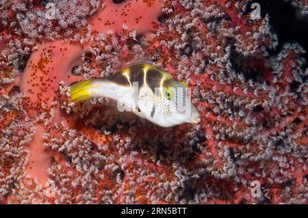 Pesci filefish mimici della sella nera (Paraluteres prionurus) che nuotano accanto ai coralli morbidi. Indonesia. Foto Stock