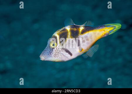 Giacca in pelle mimica o Blacksaddle mimic [Paraluteres prionurus]. Bali, Indonesia. Foto Stock