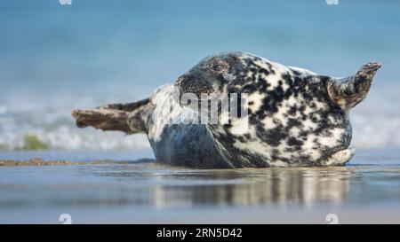 La foca grigia (Halichoerus grypus) riposa sulla spiaggia, curiosa, costa del Mare del Nord, sito patrimonio dell'umanità dell'UNESCO nel Mare di Wadden, isola dell'alto mare di Heligoland, Ger Foto Stock