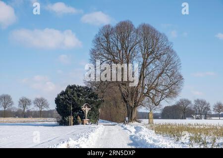 Monumento naturale Dicke Lime Tree, con santuario e croce di campo lungo la strada, Ahaus-Wuellen, Muensterland, Renania settentrionale-Vestfalia, Germania Foto Stock