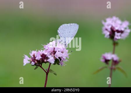 Primo piano, blu (Celastrina argiolus), farfalla, blu, ala, fiore, Germania, Un blu succhia nettare da una fioritura rosa in giardino Foto Stock