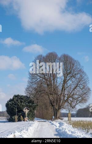 Monumento naturale Dicke Lime Tree, con santuario e croce di campo lungo la strada, Ahaus-Wuellen, Muensterland, Renania settentrionale-Vestfalia, Germania Foto Stock