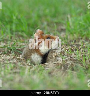 Criceto europeo (Cricetus cricetus), ritratto animale, in un prato, appena uscito dalla sua sepoltura, Vienna, bassa Austria, Austria Foto Stock