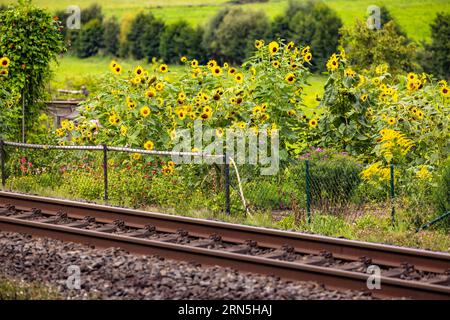Blooming sunflowers isolated in a field next to a railroad track in rural Bavaria, Germany Stock Photo
