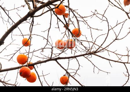 Mani di cachi arancioni brillanti e succosi sui rami di un tre contro un cielo bianco. Foto Stock
