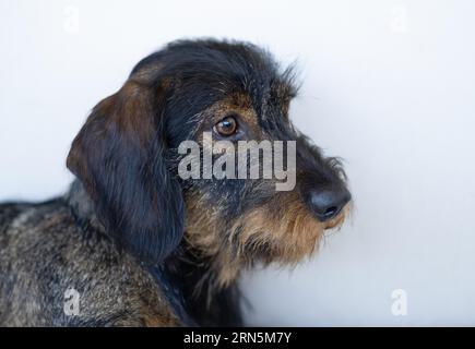 Dachshund dai capelli ruvidi (Canis lupus familiaris), maschio, 2 anni, ritratto animale, Stoccarda, Baden-Wuerttemberg, Germania Foto Stock