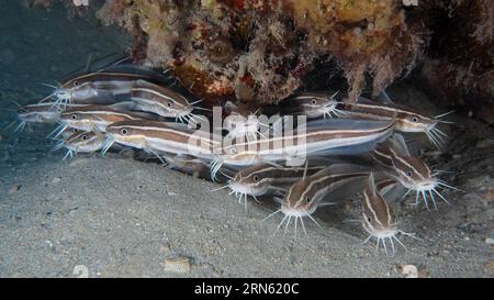 Gruppo, branca di pesci gatto a strisce (Plotosus lineatus), giovani. Sito di immersione House Reef, Mangrove Bay, El Quesir, Mar Rosso, Egitto Foto Stock