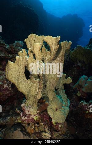 Lama di corallo (Millepora platyphylla), sito di immersione della barriera corallina di Shaab Claudia, Mar Rosso, Egitto Foto Stock