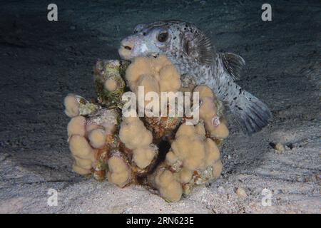 Un pesce palla mascherato (Arothron diadematus) cerca rifugio dietro un corallo di pietra (Acropora) di notte, il sito di immersione della barriera corallina di Shaab Claudia, Mar Rosso, Egitto Foto Stock