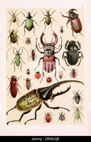 Illustrazione dei coleotteri vintage: Scarabeo tigre verde, scarabeo dorato, scarabeo bombardiere, scarabeo rosso, scarabeo con bacon, Museum Beetle, Stag Beetle, Sacred Be Foto Stock