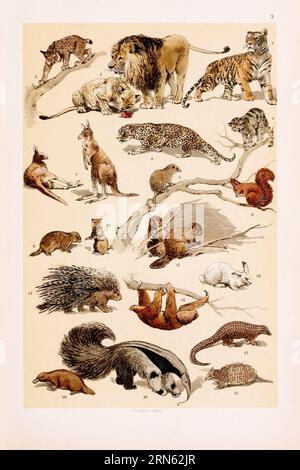 Vintage Zoological illustration: Lion and Lioness, Tiger, Leopard, Wild Cat, Lynx, Opossum, Kangaroos, Squirrel, Marmot, Prairie Dog, Beavers, Porcupi Stock Photo