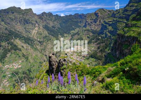 Blick auf Curral das Freiras mit Bergkette, Madeira-Natternkoepfe, Nonnental, Insel Madeira, isola, natura, fiori, sole, cielo blu, montagne, Foto Stock