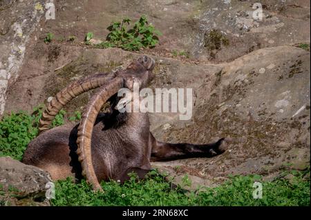 Ritratto di una capra. Stambecco alpino. Capra stambecchi che chiudono gli occhi. Una bouquetina maschile a riposo. Foto Stock