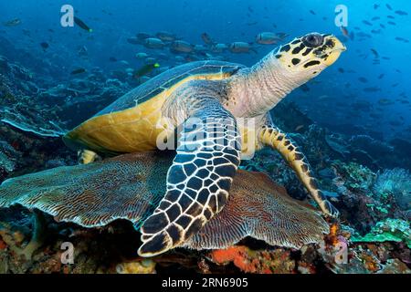 Tartaruga di mare falco (Eretmochelys imbricata) che riposa sul corallo Favia Brain (Platygyra lamellina) nella barriera corallina, branco di pesce soldato pinecone Foto Stock