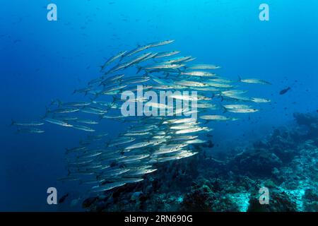 Branco di barracuda a dente di sega (Sphyraena putnamae) che nuotano attraverso la barriera corallina, la grande barriera corallina, sito patrimonio dell'umanità dell'UNESCO, il Mar dei Coralli, il Pacifico Foto Stock