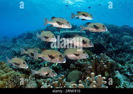 Banchisa di lecchino (Plectorhinchus chaetodonoides) o labbra di lecchino macchiate, nuoto sulla barriera corallina, sulla grande barriera corallina, patrimonio dell'umanità dell'UNESCO Foto Stock