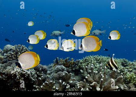 Branco di pesci farfalla filippini (Chaetodon adiergastos) che nuotano sulla barriera corallina, sulla grande Barriera Corallina, sito patrimonio dell'umanità dell'UNESCO, sul Mar dei Coralli Foto Stock