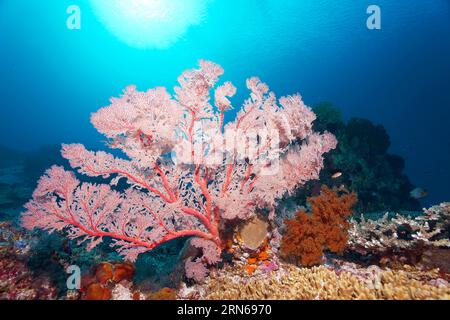 Gorgoniana con polipi aperti retroilluminati sulla barriera corallina, sulla grande Barriera Corallina, sito patrimonio dell'umanità dell'UNESCO, Mar dei Coralli e Mare dei Coralli Foto Stock