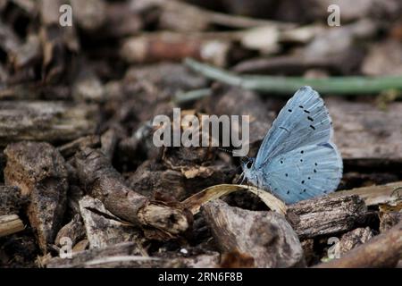 Farfalla blu Holly (Celastrina argiolus) su terreno boschivo Foto Stock