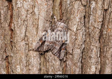 Sad Underwing (Catocala maestosa) Foto Stock