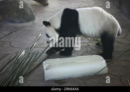 Un panda gigante mangia bambù vicino a un mattone di ghiaccio allo zoo Youngor di Ningbo, nella provincia dello Zhejiang, nella Cina orientale, il 30 luglio 2015. ) (Zwx) CHINA-ZHEJIANG-NINGBO-ANIMALS-HEAT(CN) ZhangxPeijian PUBLICATIONxNOTxINxCHN un Panda gigante mangia bambù vicino al mattone di GHIACCIO ALLO zoo Youngor di Ningbo nella provincia dello Zhejiang della Cina orientale luglio 30 2015 zwx China Zhejiang Ningbo Animals Heat CN PUBLICATIONxNOTxINxCHN Foto Stock