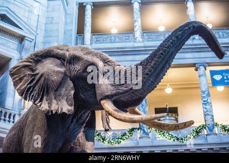 WASHINGTON DC, Stati Uniti - Henry, l'elefante africano del Bush, si trova nella rotonda dello Smithsonian National Museum of Natural History. L'elefante tassidermizzato accoglie i visitatori nella sala centrale del museo dal 1959. Alto 3 metri, questo elefante africano maschile è l'iconico fulcro della rotonda d'ingresso del museo. Foto Stock