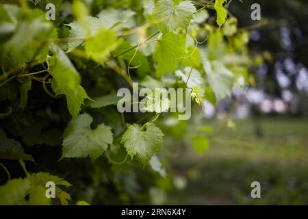 Le foglie di uva verde brillante si intrecciano al sole. Foto Stock