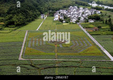 (150810) -- HUANGSHAN, 10 agosto 2015 -- questa vista a volo d'uccello mostra un campo di girasole a forma di bagua o otto trigrammi, le otto combinazioni di tre linee interi o interrotte che erano usate dagli antichi cinesi nella loro divinazione, ai piedi del monte Qiyun nella contea di Xiuning di Huangshan, nella provincia di Anhui della Cina orientale, il 10 agosto 2015. ) (xcf) CHINA-ANHUI-HUANGSHAN-BAGUA FIELD ShixGuangde PUBLICATIONxNOTxINxCHN 150810 Huang Shan Aug 10 2015 questa Bird Eye View mostra un campo di girasole a forma di Bagua o otto le otto combinazioni di tre linee interi o interrotte che erano U Foto Stock