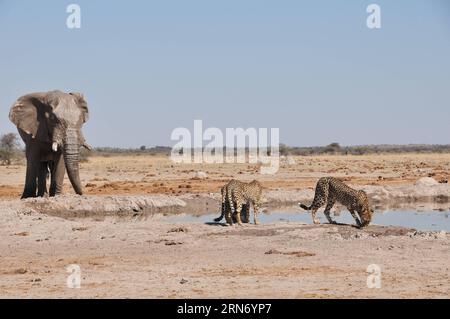 (150812) -- BOTSWANA, - un elefante fissa tre ghepardi nelle vicinanze di un pozzo d'acqua nel Nxai Pan National Park, Botswana centrale il 10 agosto 2015. Il Parco Nazionale di Nxai Pan comprende diverse grandi distese -- Nxai Pan, Kgama-Kgama Pan e Kudiakam Pan, che un tempo erano antichi laghi salati. (lrz) BOTSWANA-NXAI PAN NATIONAL PARK-ANIMALS LyuxTianran PUBLICATIONxNOTxINxCHN Botswana to Elephant fissa tre ghepardi nelle vicinanze di un Water Hole nel Nxai Pan National Park Botswana centrale IL 10 agosto 2015 il Nxai Pan National Park includeva diversi grandi pani Nxai Pan Pan e Pan che un tempo erano l'antica Salt la Foto Stock