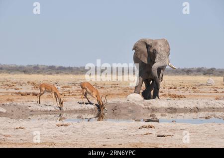 (150812) -- BOTSWANA, - due impala bevono acqua insieme a un elefante in una buca d'acqua nel Nxai Pan National Park, Botswana centrale il 10 agosto 2015. Il Parco Nazionale di Nxai Pan comprende diverse grandi distese -- Nxai Pan, Kgama-Kgama Pan e Kudiakam Pan, che un tempo erano antichi laghi salati. (lrz) BOTSWANA-NXAI PAN NATIONAL PARK-ANIMALS LyuxTianran PUBLICATIONxNOTxINxCHN Botswana Two Impala drink Water accanto a Elephant IN a Water Hole nel Nxai Pan National Park Central Botswana IL 10 agosto 2015 il Nxai Pan National Park includeva diversi grandi Pans Nxai Pan Pan Pan e Pan che un tempo erano Ancie Pan Foto Stock