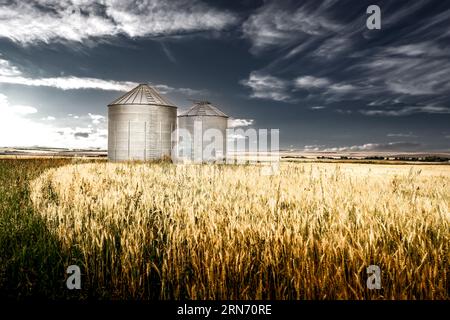 Grain bins standing over a barley field under a dramatic deep blue sky on the Canadian prairies in Rocky View County Alberta Canada. Stock Photo