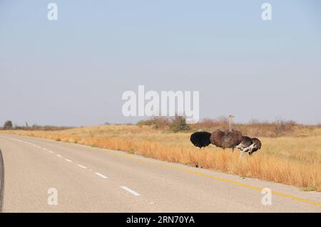 (150813) -- GABORONE, 13 agosto 2015 -- gli struzzi si trovano lungo l'autostrada vicina a Gweta, Botswana settentrionale, il 10 agosto 2015. La maggior parte dei parchi nazionali del Botswana, delle riserve e delle aree di gestione della fauna selvatica sono senza recinzione, consentendo agli animali di vagare in libertà e in libertà. Viaggiare per il paese potrebbe incontrare animali selvatici sulla strada. ) BOTSWANA-WILDLIFE-ROAD LyuxTianran PUBLICATIONxNOTxINxCHN 150813 Gaborone 13 agosto 2015 struzzi si trovano lungo l'autostrada vicina al Botswana settentrionale IL 10 agosto 2015 la maggior parte dei parchi nazionali del Botswana riserve e aree di gestione della fauna selvatica sono senza recinzione consentendo agli animali di vagare Wild e F. Foto Stock