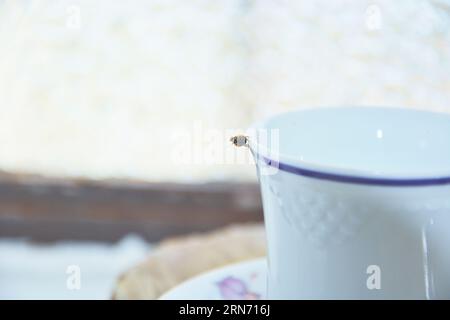 Incontro incantevole: Coccinella su tazza da tè e piattino Foto Stock