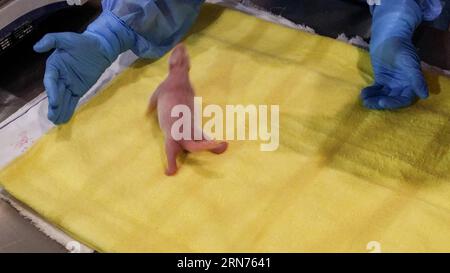 (150819) -- KUALA LUMPUR, 19 agosto 2015 () -- i membri del personale si prendono cura di un cucciolo di panda gigante a Kuala Lumpur, Malesia, il 19 agosto 2015. Un panda gigante dalla Cina ha dato alla luce un cucciolo in Malesia, ha detto martedì il primo ministro Najib Razak. Liang Liang, insieme a un panda gigante maschile Xing Xing, è arrivato in Malesia lo scorso anno con un prestito di 10 anni per il 40° anniversario dell'istituzione di relazioni diplomatiche tra Cina e Malesia. () MALESIA-KUALA LUMPUR-GIGANTE PANDA Xinhua PUBLICATIONxNOTxINxCHN 150819 Kuala Lumpur 19 agosto 2015 i membri del personale si prendono cura di un gigante Panda CUB a Kuala Lum Foto Stock