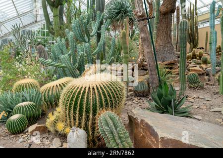 Molti cactus diversi nel Giardino Botanico Nazionale del Belgio a Meise (Pachthof in de Nationale Plantentuin van België in Meise) Foto Stock