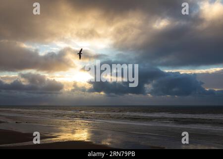 Gabbiano che vola sulla spiaggia al tramonto a Lincoln City, Oregon, visto dalla Neptune Suite a Starfish Manor Foto Stock