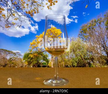 Natural Blooming Golden Trumpet Tree (in portoghese: IPE Amarelo; nome scientifico: Tabebuia chrysotricha or Handroantus chrysotrichus). Foto Stock