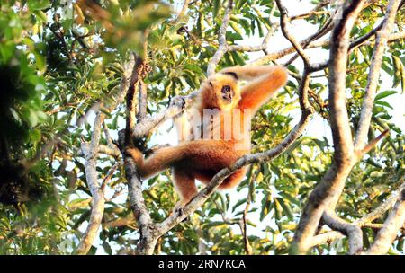 (150911) -- HAIKOU, 11 settembre 2015 -- An Adult Hainan gibbon, or Nomascus Hainanus, si muove su un albero in una riserva naturale a Bawangling, nella provincia di Hainan nella Cina meridionale, 11 settembre 2015. Il gibbon di Hainan è uno dei meno numerosi di tutti i primati attuali e vivono solo nelle foreste pluviali tropicali selvatiche della provincia di Hainan. Secondo l'osservazione, meno di 25 Hainan gibbons vivono nella riserva naturale di Bawangling. ) (zhs) CHINA-HAINAN-NOMASCUS HAINANUS (CN) YangxGuanyu PUBLICATIONxNOTxINxCHN 150911 Haikou Sept 11 2015 to Adult Hainan Gibbon or Nomascus hainanus Moves ON a Tree in a Nature Res Foto Stock